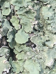 Flavoparmelia caperata
