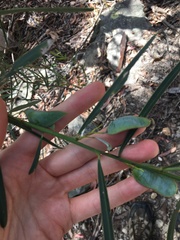 Acacia suaveolens
