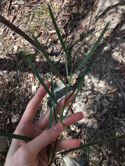 Acacia suaveolens