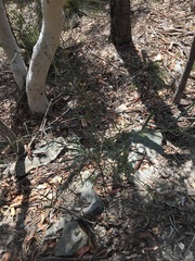 Acacia suaveolens