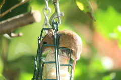 Apodemus flavicollis