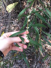 Hakea salicifolia