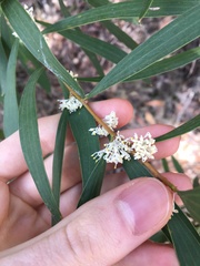 Hakea salicifolia