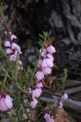 Tetratheca labillardierei