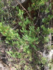 Darwinia procera