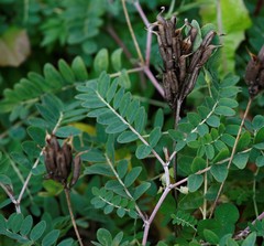 Astragalus schelichowii
