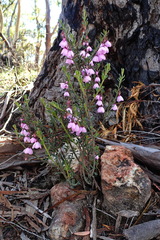 Tetratheca labillardierei
