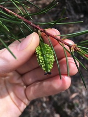 Hakea propinqua