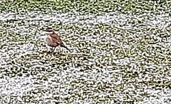 Cinclodes albidiventris