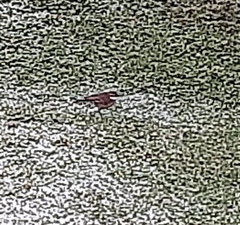 Cinclodes albidiventris