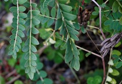 Astragalus schelichowii