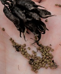 Astragalus schelichowii