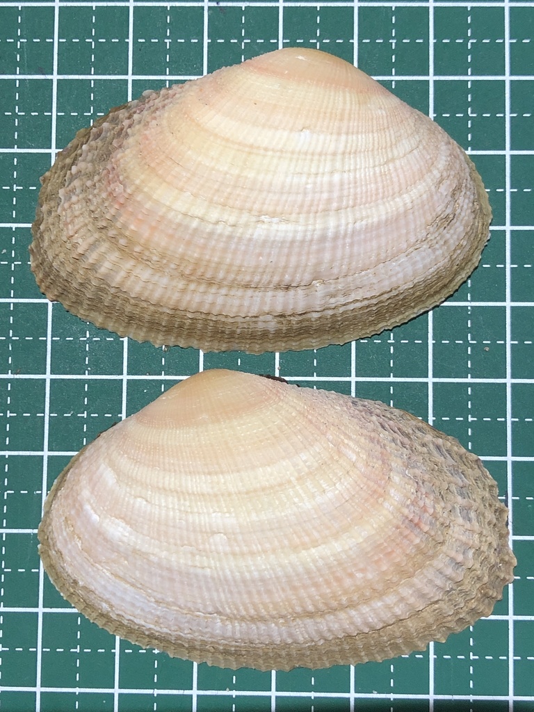 Pacific asaphis