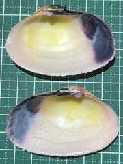 Asaphis violascens