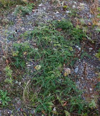 Astragalus schelichowii
