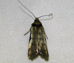 Philobota stella