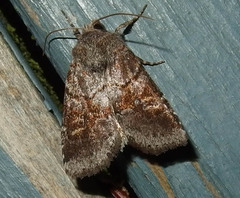 Oligia minuscula