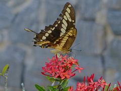 Heraclides thoas brasiliensis