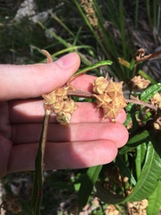 Lasiopetalum ferrugineum