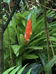 Guzmania berteroniana