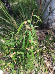 Lasiopetalum ferrugineum