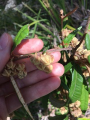 Lasiopetalum ferrugineum