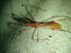 Saica