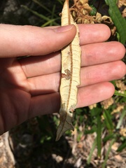 Lasiopetalum ferrugineum