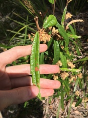 Lasiopetalum ferrugineum