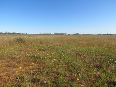 Goodenia pinnatifida