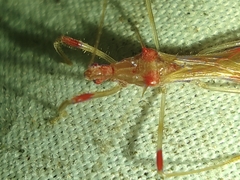 Saica