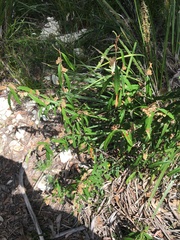 Lasiopetalum ferrugineum