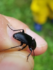 Pterostichus micans