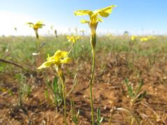 Goodenia pinnatifida