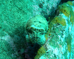 Sepia plangon