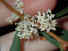 Hakea salicifolia