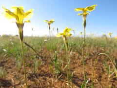 Goodenia pinnatifida