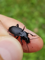 Pterostichus micans