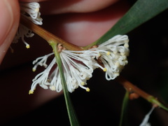 Hakea salicifolia