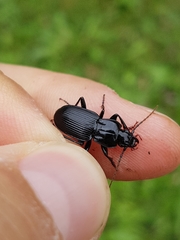 Pterostichus micans