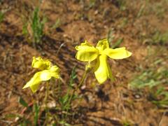 Goodenia pinnatifida