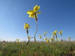 Goodenia pinnatifida