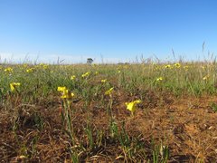 Goodenia pinnatifida