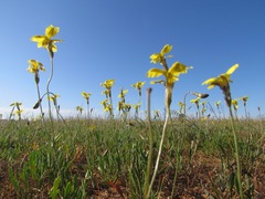 Goodenia pinnatifida