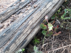 Pelargonium tabulare