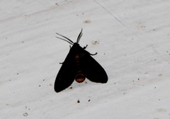 Amsactoides guangxica