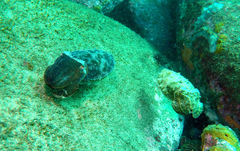 Sepia plangon