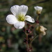 Saxifraga cernua - Photo (c) Andy Fyon,  זכויות יוצרים חלקיות (CC BY-NC), uploaded by Andy Fyon