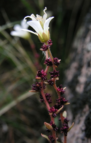 Nodding Saxifrage