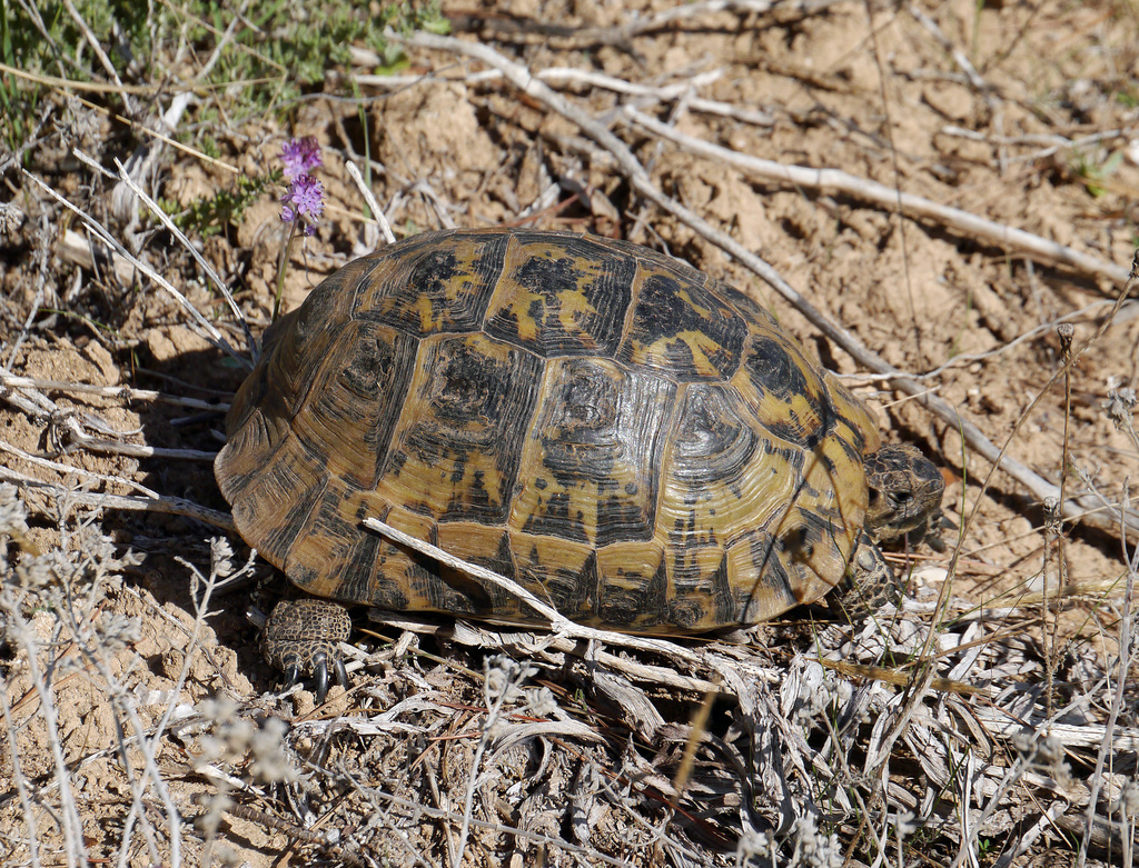 Greek Tortoise in September 2020 by Tomeu Bosch · iNaturalist